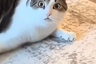 The Ultimate Compilation of Funny Pets: Hilarious and Heartwarming Moments That Will Brighten Your Day