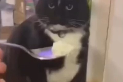 The Ultimate Funny Cat Compilation: Hilarious and Adorable Feline Antics That Will Make Your Day