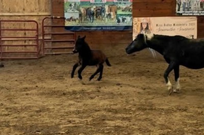 Training Small Horses: Essential Instruments for Successful Training