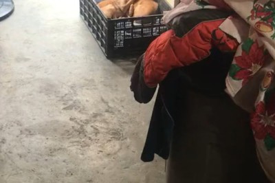 Two Dogs Having Fun in a Box