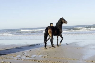 Unleashing the Hidden Power: A Majestic Horse by the Sea