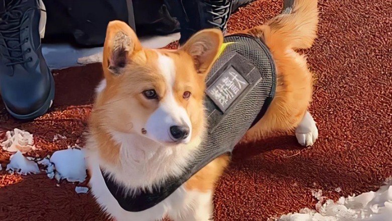 Corgi Officer Fu Zai: From Award-Winner to Internet Sensation After Heartwarming Disciplinary Mishap!