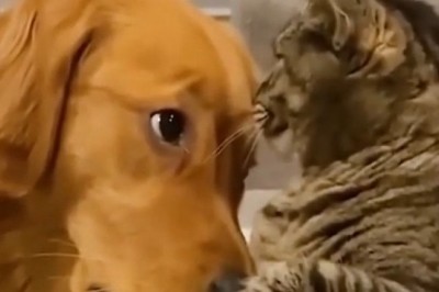 Hilarious Hijinks: The World of Funny Pets