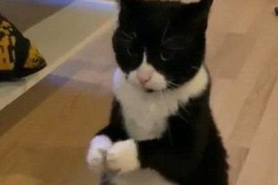 Rain Dance: Cat Prays for Rain!