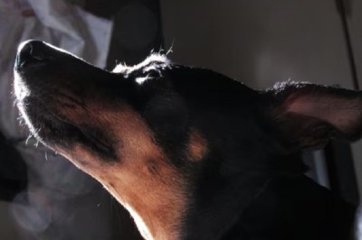 Unlocking the Mystery: Why Do Dogs Bark All Night? Discover the Hidden Truths!
