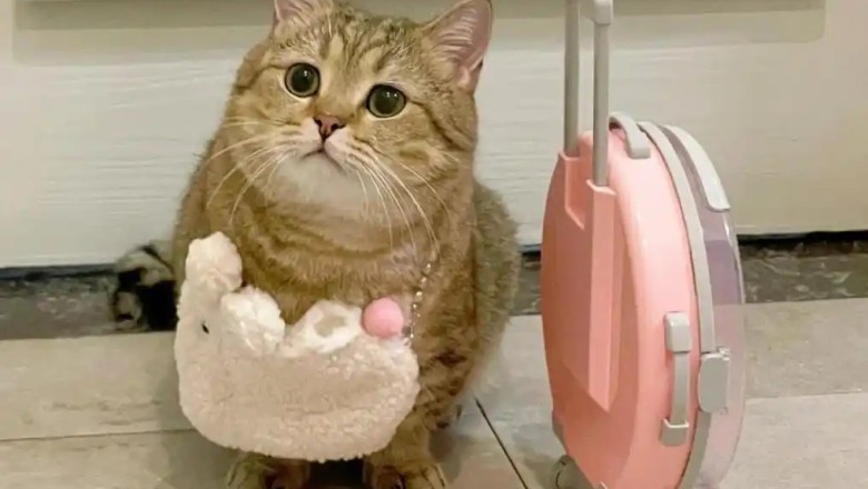 Why Your Beloved Cat Might Become a Stray: 5 Reasons &amp; How to Keep Them Home!