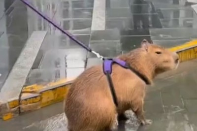 Capybara Cuteness Overload: Rodents Make a Splash in the Rain!