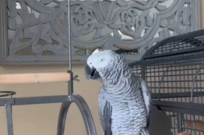 Hilarious Grey Parrot Goes Viral with Its Catchy 'Tok I Khow Oooo' Tune!