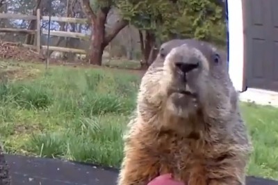 Marmot's Peach Feast: Watch This Adorable Snack Attack!