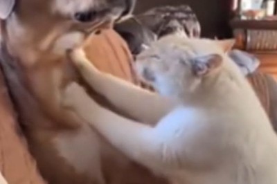Pawsitively Adorable: Cat and Dog Give Each Other the Cutest Massage!