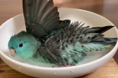 Splash Zone: Watch This Barred Parakeet’s Hilarious Shower Time!