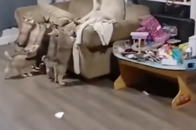 Ultimate Parent Struggles: Kids Annoying Their Pets in Hilarious Ways!