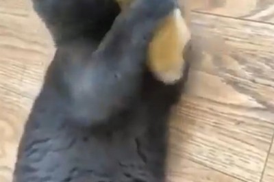 Unlikely Duo: Duckling and Cat's Hilarious Friendship!