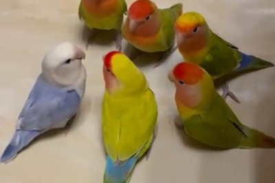 You Won't Believe What Happens in This 'Important Meeting' with Rosy-Faced Lovebirds!