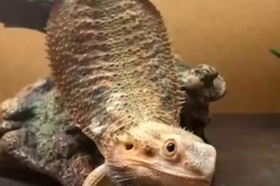 You Won't Believe What This Lizard Does! Hilarious Moments Caught on Camera!