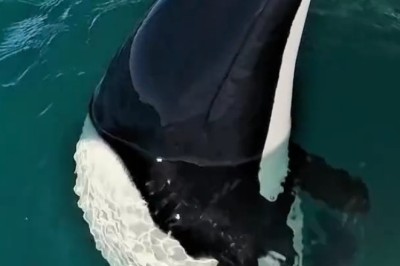 Awe-inspiring Encounter: Tiny 'panda Dolphin' Dazzles Tourists In Rare Sighting!