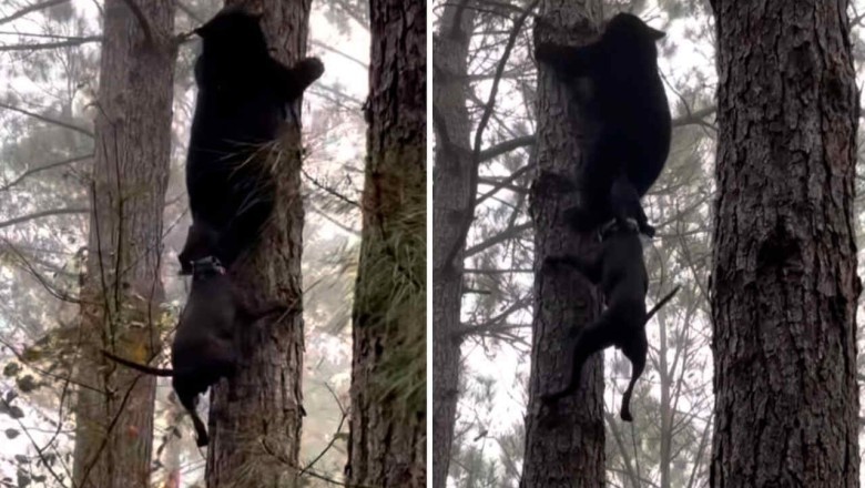 Bear's Epic Tree-Climb to Escape Feisty Dog Attack Goes Viral!