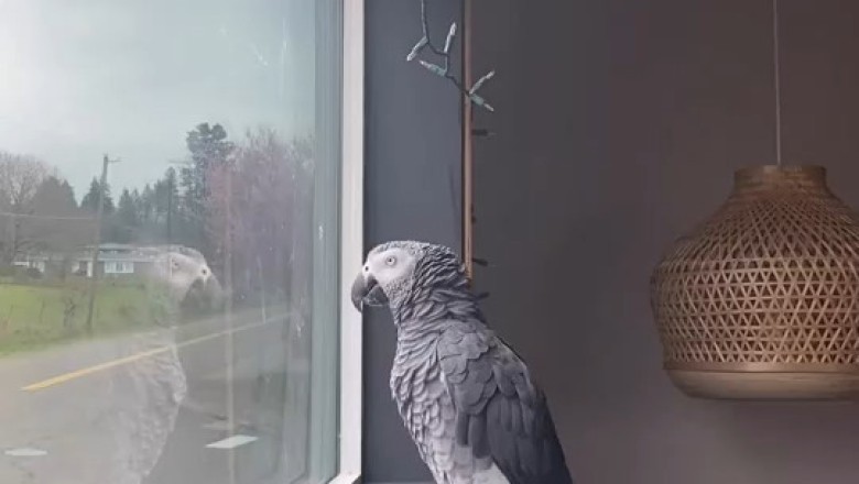 Dancing Parrot Steals the Show: You Won't Believe Your Eyes! ๐๐ฆ