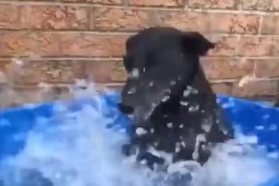 Epic Dog Training: Watch This Pup Dive Into Swimming Like a Pro!