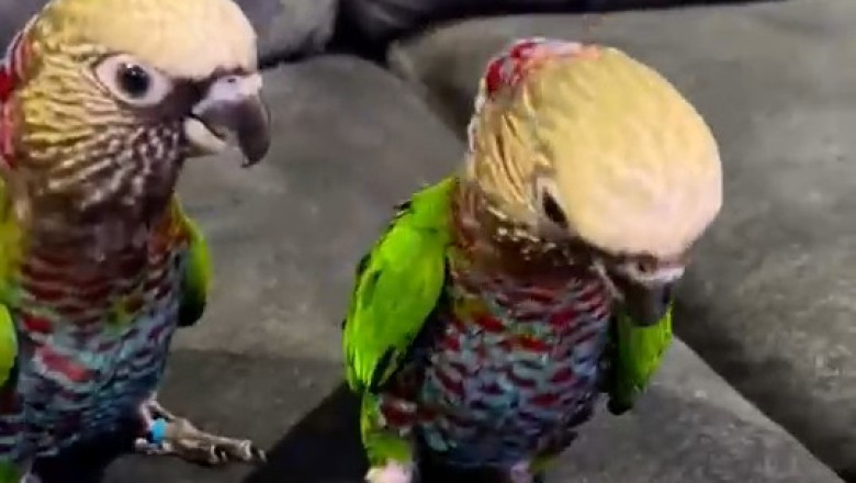 Feathered Funny Bone: Witness the Hilarious Antics of a Red-Fan Parrot!