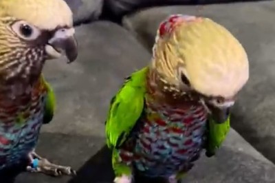 Feathered Funny Bone: Witness the Hilarious Antics of a Red-Fan Parrot!
