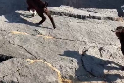 GOATS Gone Wild: Hilarious Hilltop Shenanigans You Can't Miss!