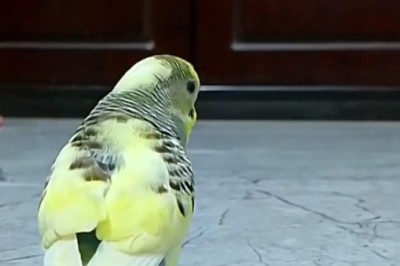 Hilarious Budgerigar Bird Moments: Prepare to Laugh Out Loud!