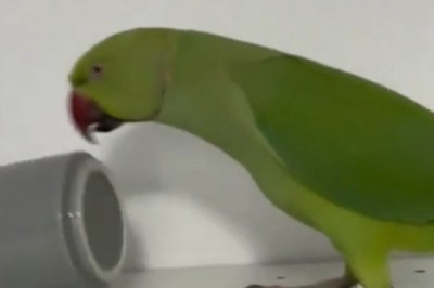 Hilarious Parrot Reactions to Strange Objects: You Won't Believe This!