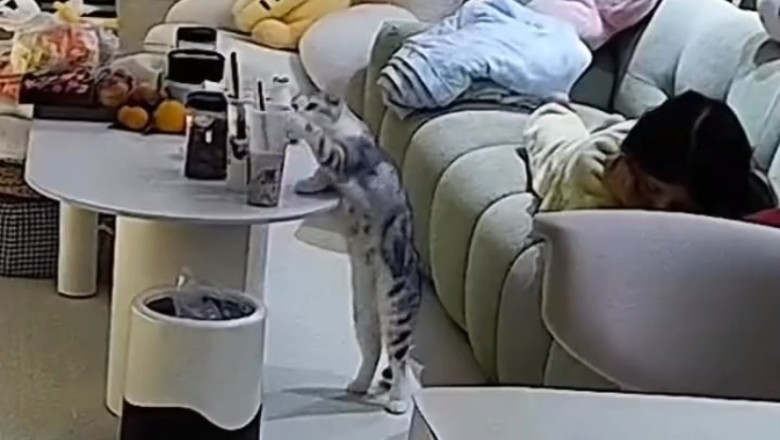 LOL Cats: The Ultimate Feline Fails Compilation!