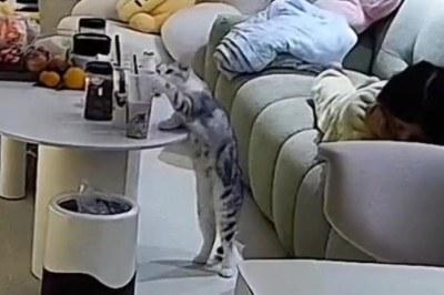 LOL Cats: The Ultimate Feline Fails Compilation!