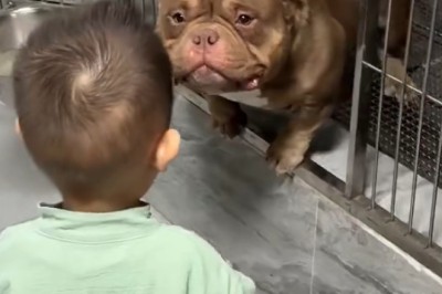 Pit Bull Pandemonium: You Won't Believe What This Goofy Pup Does!