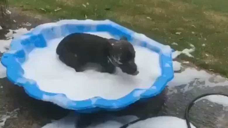 Splash-tastic Dogs: The Ultimate Water Play Compilation!