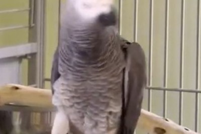 The Hilarious Antics of a Goofy Parrot: Pure Comedy Gold! 🦜