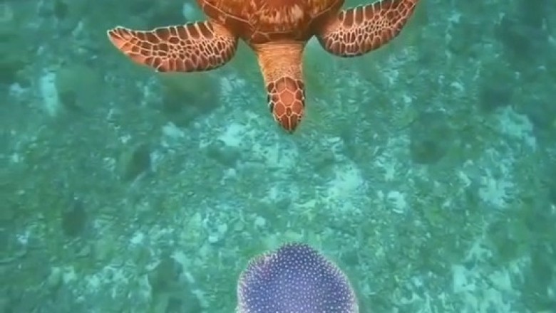 Turtle Time: Watch This Sea Turtle's Hilarious Underwater Antics!
