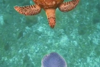 Turtle Time: Watch This Sea Turtle's Hilarious Underwater Antics!