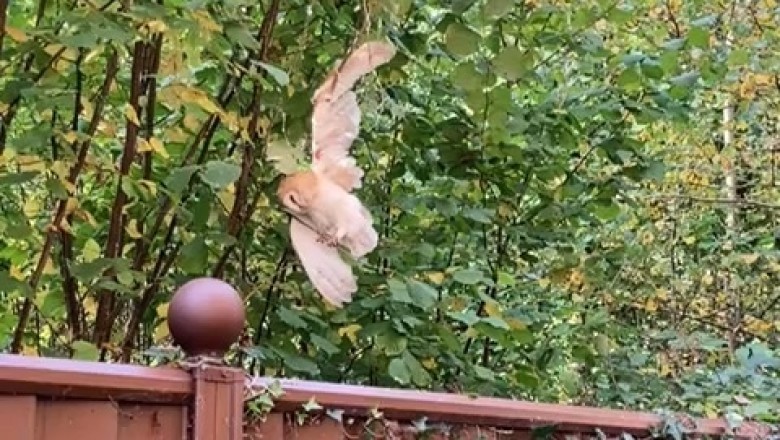 Upside-Down Owl's Incredible Rescue: A Heartwarming Story of Survival!