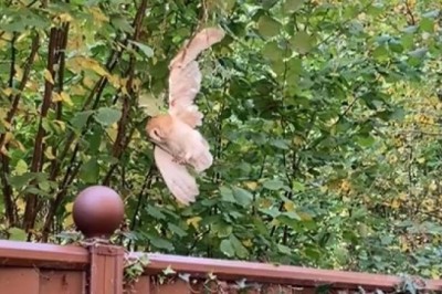 Upside-Down Owl's Incredible Rescue: A Heartwarming Story of Survival!