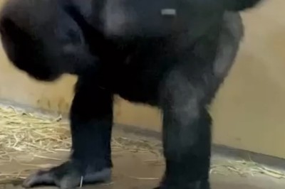 Watch This Gorilla Steal the Show with Epic Folk Dance Moves! π¦πΆ