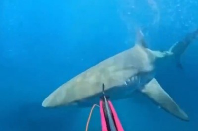 Diver's Incredible Close Call with Shark: Heroic Escape Caught on GoPro!
