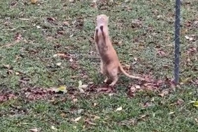 Dog vs. Cat: The Great Yard Escape!