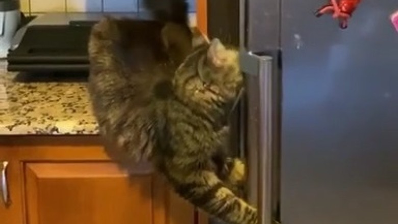 Fridge Felony: Cat's Hilarious Heist in Türkiye!