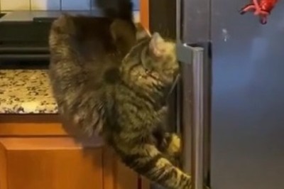 Fridge Felony: Cat's Hilarious Heist in Türkiye!