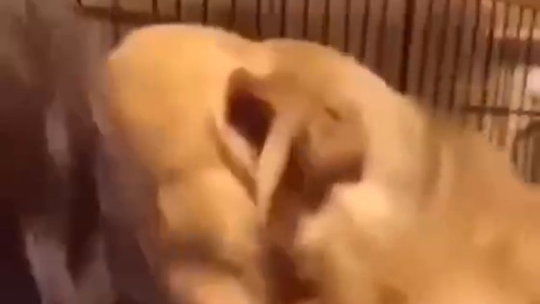 Heartwarming Moments: Dog Thanks Woman Who Saved Her!