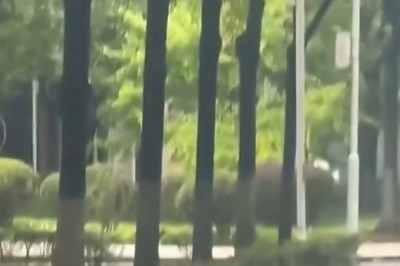 Hilarious Cats: The Ultimate Compilation of Feline Antics!