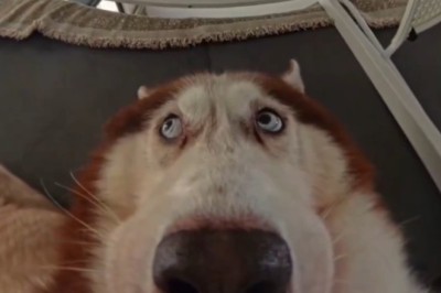 Sneaky Pup: Watch This Trouble-Making Dog Hide from Its Owner!