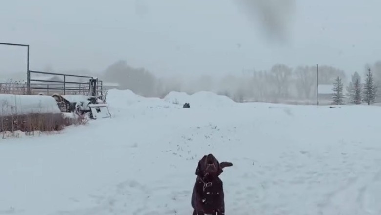 Snow Day Shenanigans: Watch This Dog Go Bonkers with His Favorite Ball!