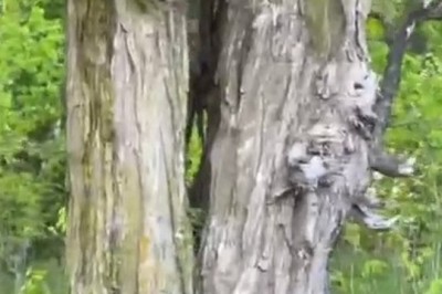 Spooky Tree Captivates Tiktok: Mysterious Figure Emerges From Nature's Masterpiece!