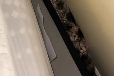 Surprise! Man Discovers Adorable Kittens Behind His Bed - Heartwarming Rescue!