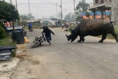 Terrifying Rampaging Rhino Caught On Camera: Over 36 Million Views Of Chilling Encounter In Nepal!