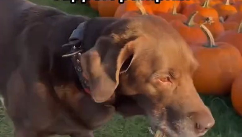 Unlikely Friends: Watch This Dog Make a Hilarious Connection with a Pumpkin!